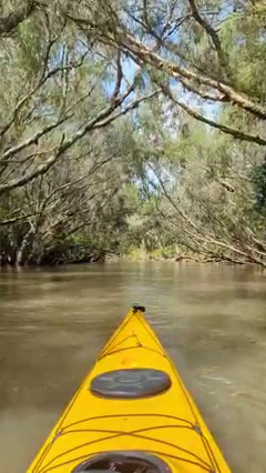 Mitchell River, Far North Queensland, North Queensland, Australia