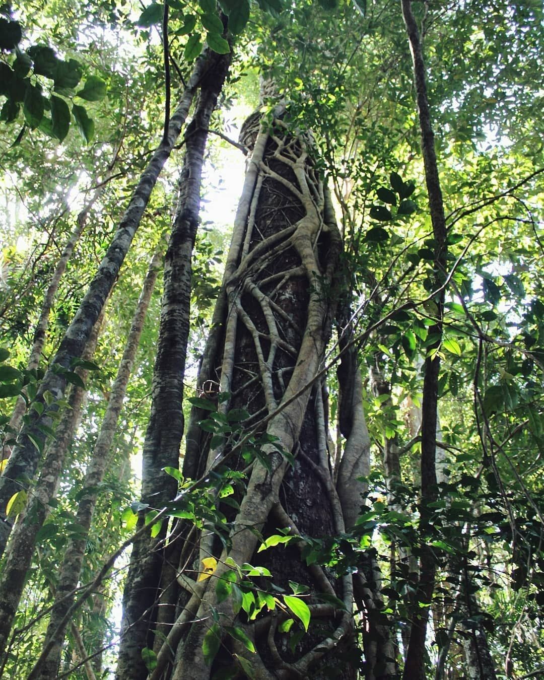Paluma, North Queensland, Australia