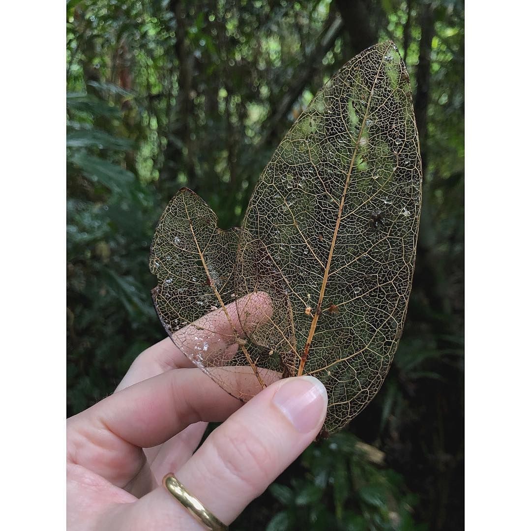 North Queensland, Australia