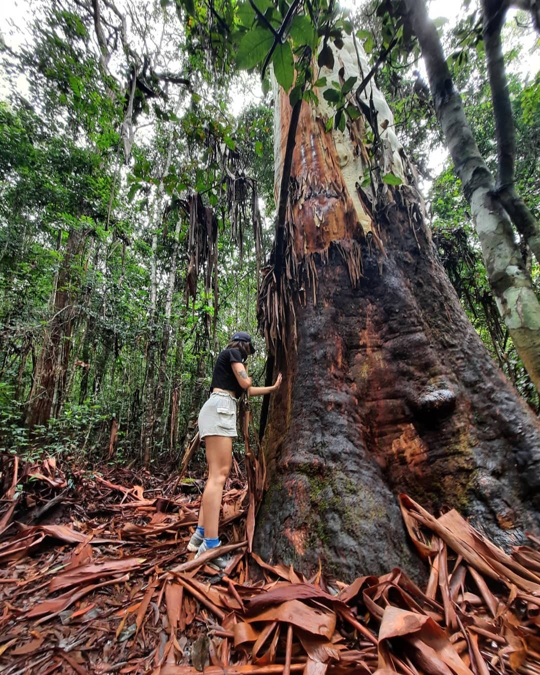 Paluma, Townsville, North Queensland, Australia